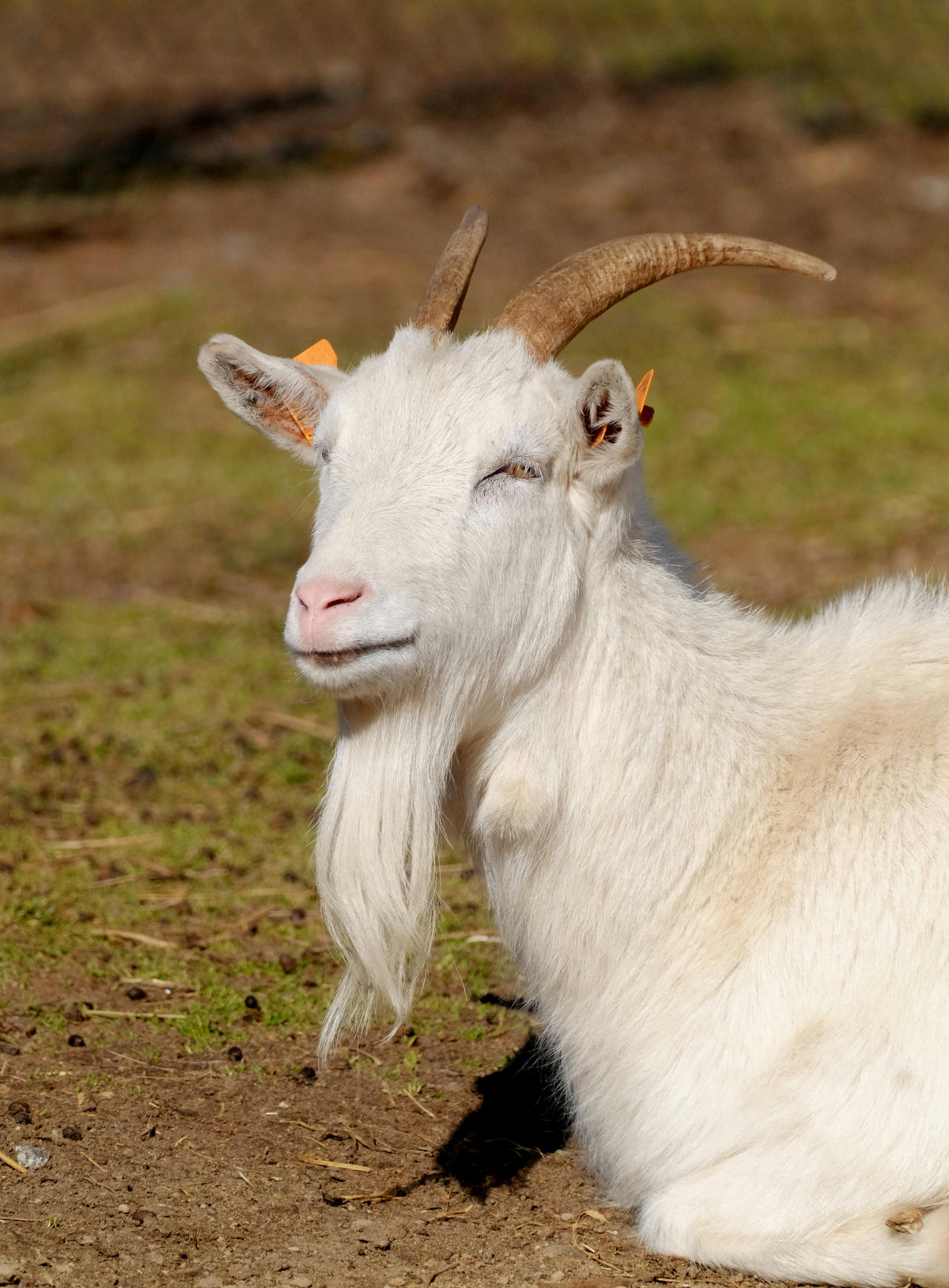 The Poetry of Touch: Why True Luxury Begins with Albas Cashmere